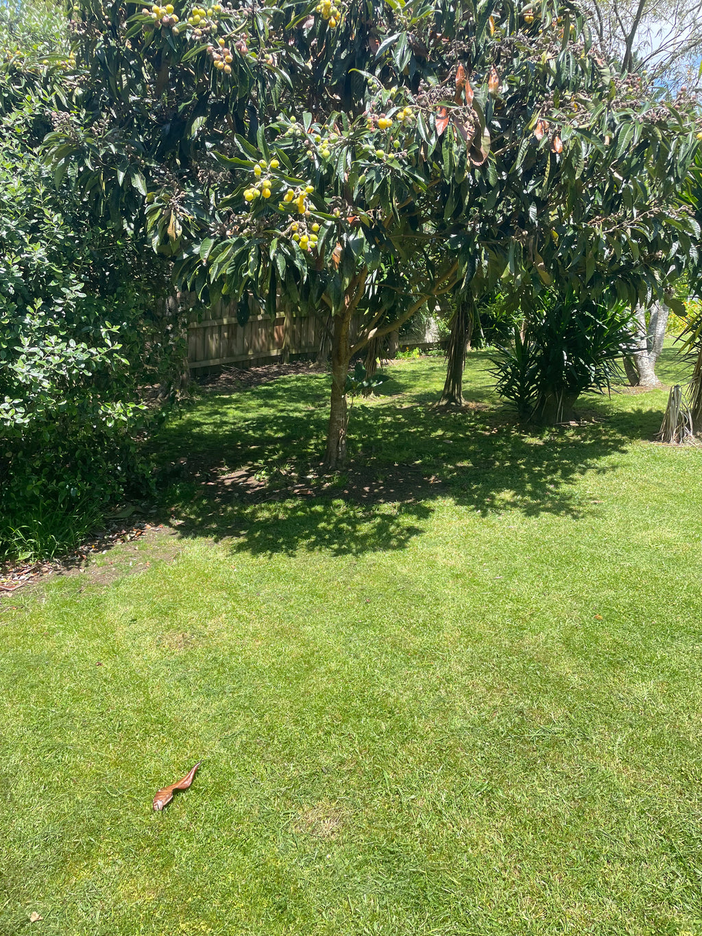 Tree Removal