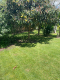 Tree Removal