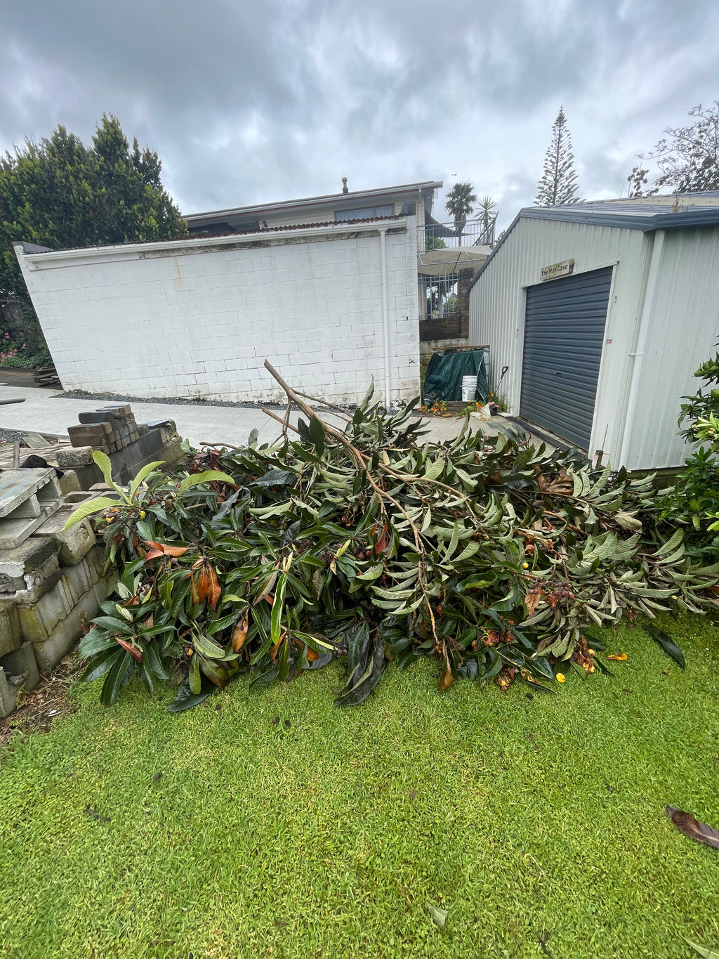 Tree Removal