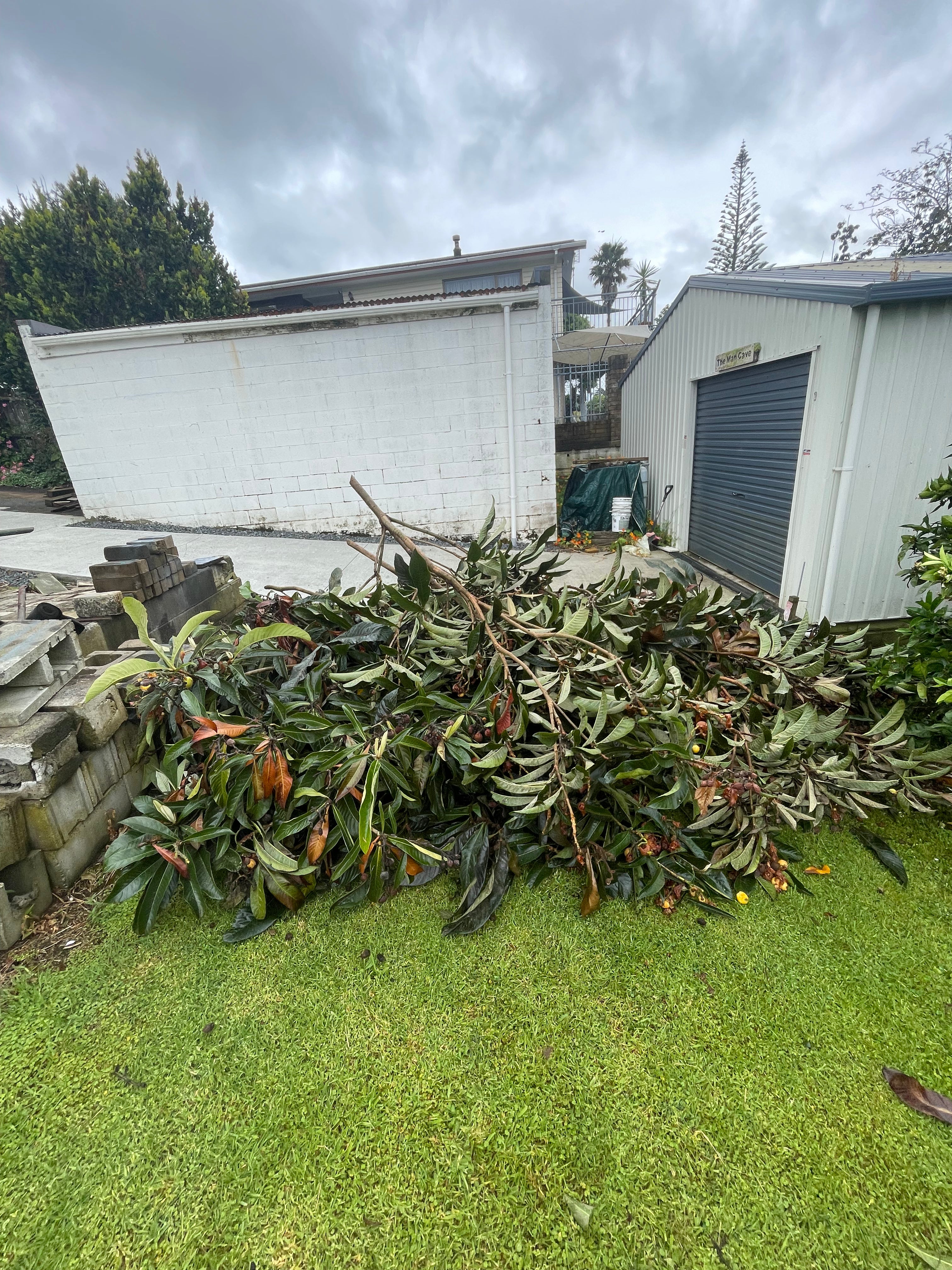 Tree Removal
